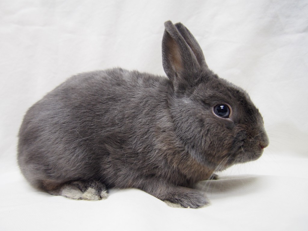 rabbit name: navy breed: mixed dwarf 混种侏儒兔 color: grey 灰色