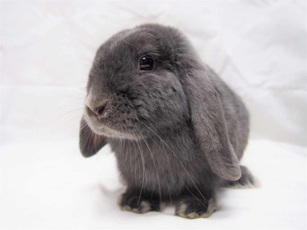 2/4/2017 rabbit name: alpha breed: lop 垂耳兔 color: grey 灰色